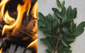 Una foglia di alloro nel tuo forno: il trucco magico che sempre più francesi adottano
